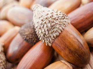 Close up macro detail of an acorn with a pile of acorns in background. © SPJE_ART