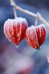 physalis in frost. Physalis in December 4