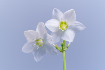 Fototapeta na wymiar Delicate flower eucharis
