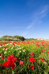 Spring landscape with a field of red poppies and a blue sky with white clouds. Mediterranean, Europe.