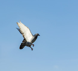 Obraz premium pigeon bird flying mid air against blue sky