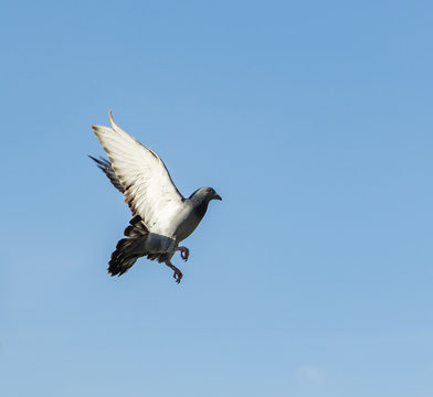 pigeon bird flying mid air against blue sky