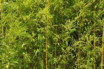 Bamboo Leaves