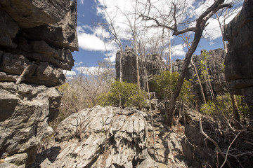 bizarre limestone rock formations - Tsingy,  reserve Ankarana, Madagascar