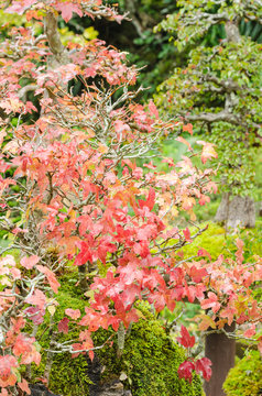 Beautiful Bonsai tree in outdoor garden