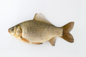 Live fish Silver carp on a white background