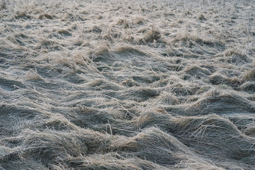 Frozen grass background