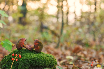 Two vibrant edible mushrooms (Lurid boletus) lying on a green mossy stone in autumn forest at sunset close-up
