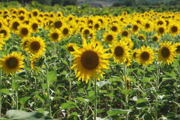 Fototapeta premium yellow sunflowers