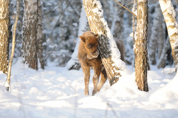 Baby Wisent in winter birch forest