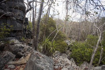 dry deciduous forest in the dry season, reserve Ankarana, Madagascar