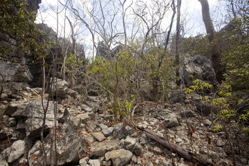 dry deciduous forest in the dry season, reserve Ankarana, Madagascar