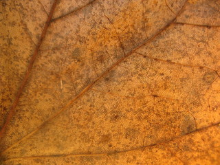 dead leaf texture