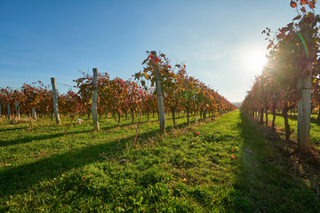 Naklejka premium Vineyard in the countryside at sunset