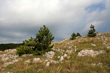 Fototapeta na wymiar Small green pines and limestone in Crimean Mountains on a summer sunny day. 