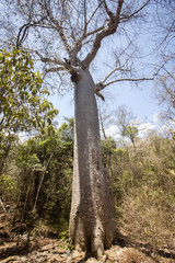 Fototapeta na wymiar dry deciduous forest in the dry season, reserve Ankarana, Madagascar