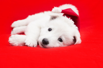 Berger Blanc Suisse puppy in a Christmas hat