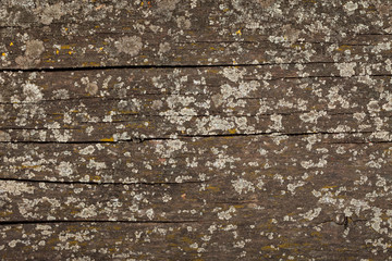 Old dry, weathered boards, covered with lichen. Vintage wood texture.