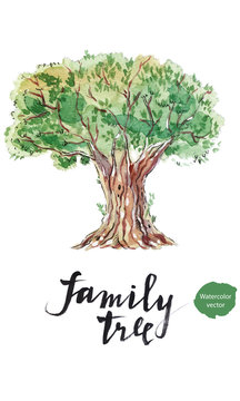 Family tree: old olive