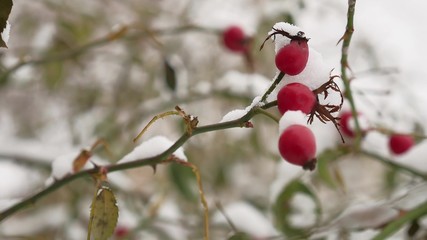 wild rose red berry bush and berries covered with snow winter frost nature