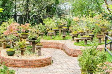 Beautiful Bonsai tree in outdoor garden