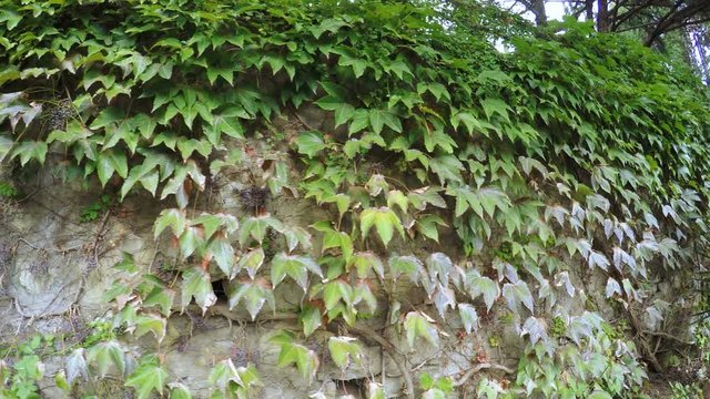 Stone wall with climbing plants