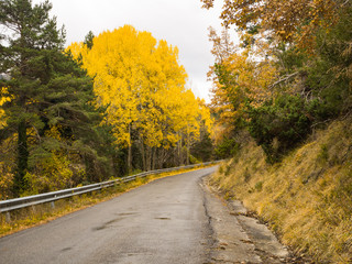 paisaje otoñal camino de Tella, en la comarca de Sobrarbe, Huesca, España, Diciembre de 2016 OLYMPUS CAMERA DIGITAL