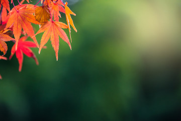 Colorful autumn leaves background