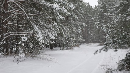 Obraz premium Zima sosna choinka leśna przyroda zimowy krajobraz, śnieg jest piękny