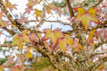 Mable leaves on tree