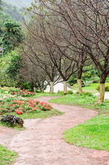 beautiful flower tree and outdoor garden