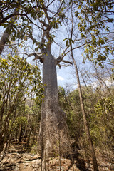 dry deciduous forest in the dry season, reserve Ankarana, Madagascar