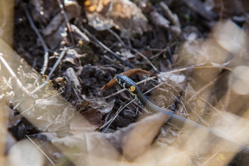 A beautiful grass snake in last years autumn leaves