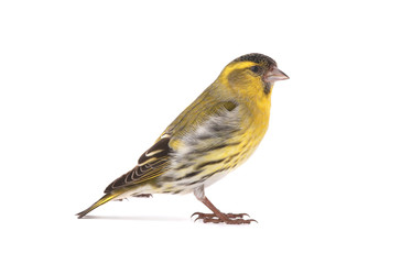 male siskin