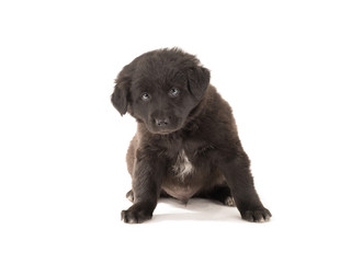 puppy black