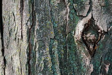 Bark Background