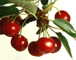 ripe cherries Branch