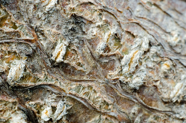 bark texture