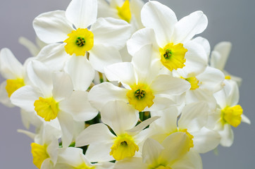 Fototapeta na wymiar narcissus bouquet