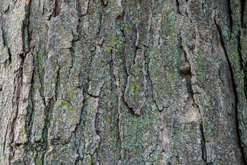 Bark Background