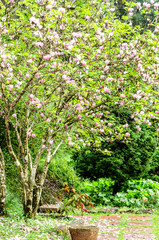 Fototapeta na wymiar beautiful flower tree and outdoor garden