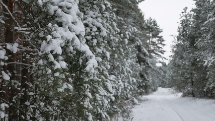 Christmas tree branch in snow pine winter fairy nature forest landscape