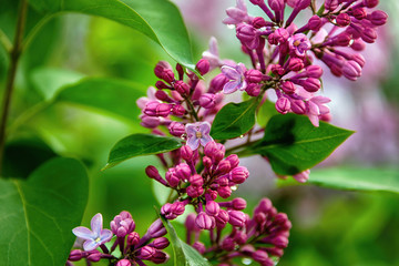 Lilac blooms with water drops. A beautiful bunch of lilacs closeup. Natural seasonal floral background.