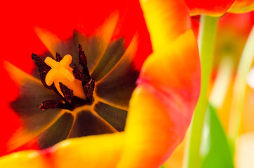 tulip macro