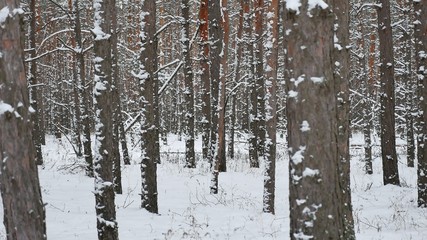Fototapeta premium Dry trunks of pine christmas tree winter forest nature landscape of wild