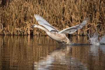 Mute Swan, Swans, Cygnus olor