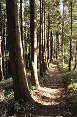 杉林に続く山道