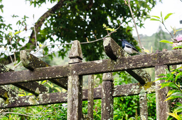 magpie on wooden arbor among nature green garden