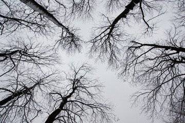 Bare Tree Branches on a white pale sky
