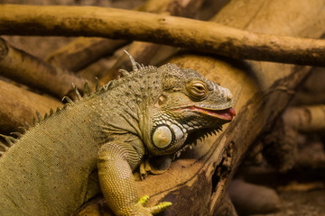 A beautiful close-up of a brown iguana